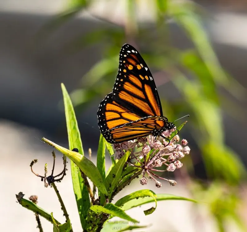 The Monarch's Milkweed Dependency