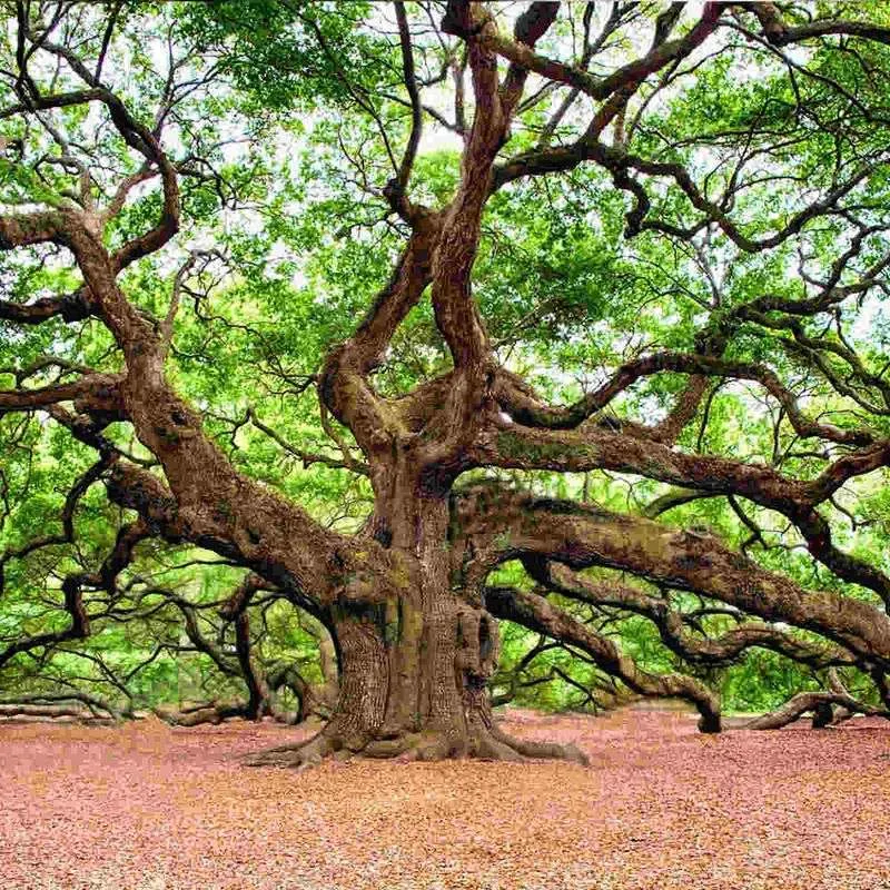 The Oak Tree