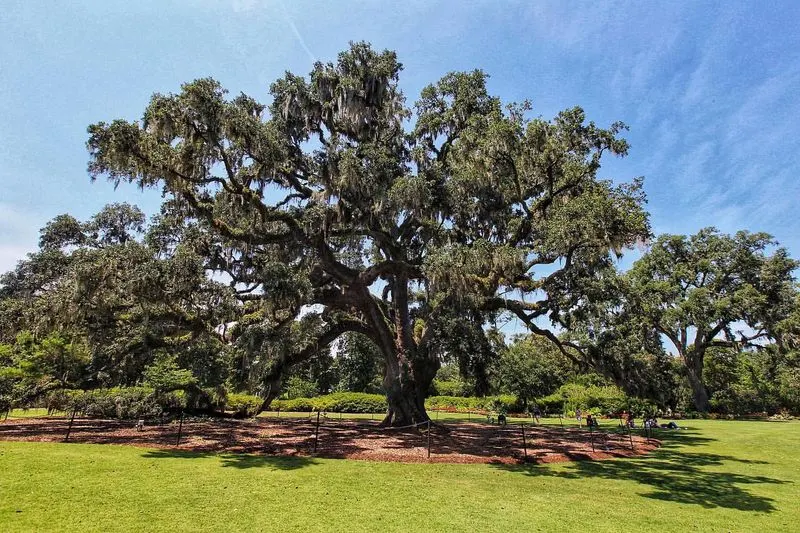 The Oak Tree