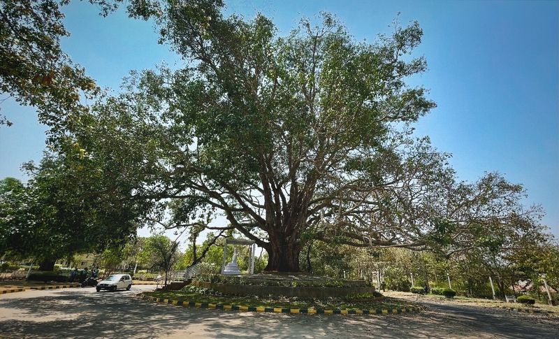 The Peepal Tree