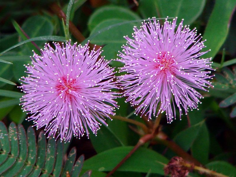 The Sensitive Mimosa Plant