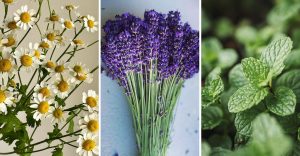 The Top 10 Plants You Should Never Pair with Basil