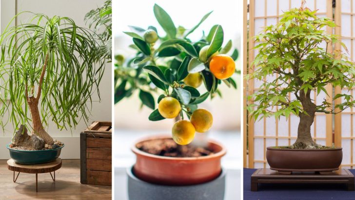 The Top 11 Small Trees for Your Home That You Didn’t Know You Needed