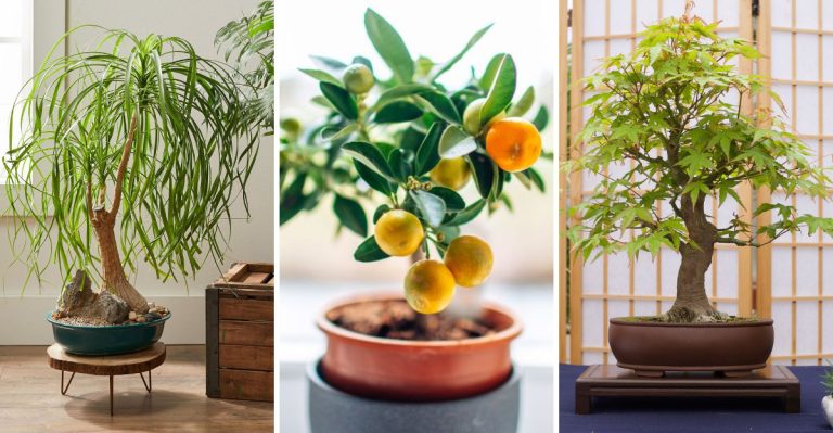 The Top 11 Small Trees for Your Home That You Didn’t Know You Needed