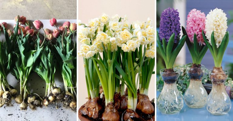 The Top 14 Bulbs You Should Always Save for Next Season