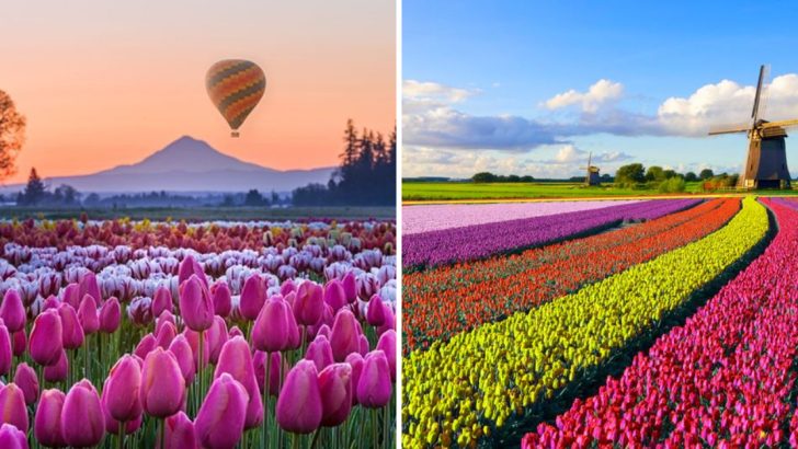 The Top 7 Tulip Festivals in the U.S. You Have to Experience at Least Once