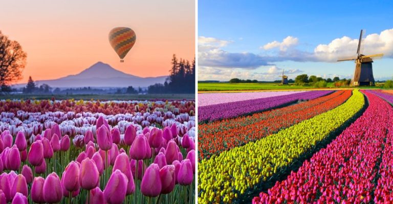 The Top 7 Tulip Festivals in the U.S. You Have to Experience at Least Once