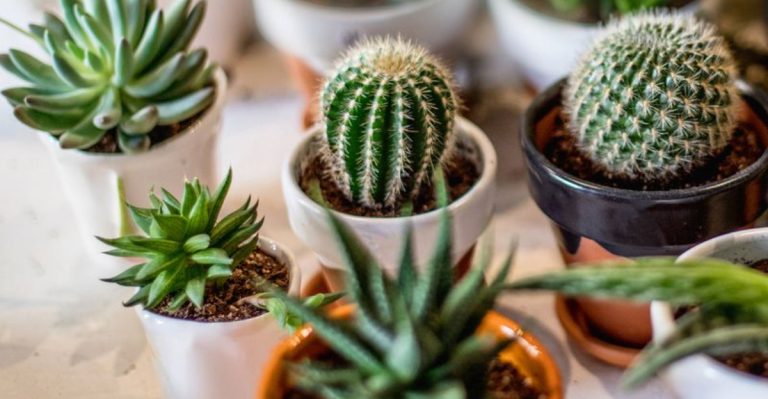 The Worst Plants to Give on Valentine’s Day and What They Really Mean