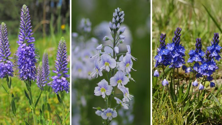 These 11 Veronica Flowers Are Nature’s Secret to Attracting Hummingbirds