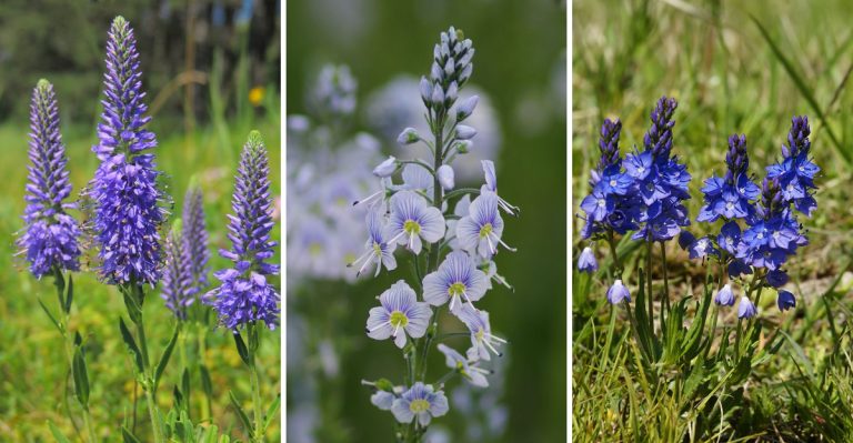 These 11 Veronica Flowers Are Nature’s Secret to Attracting Hummingbirds