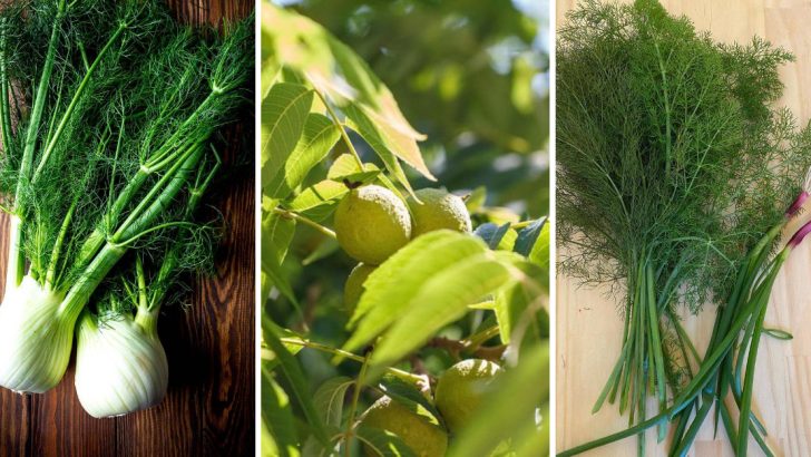 These 7 Plants Don’t Mix Well with Tomatoes – Here’s Why