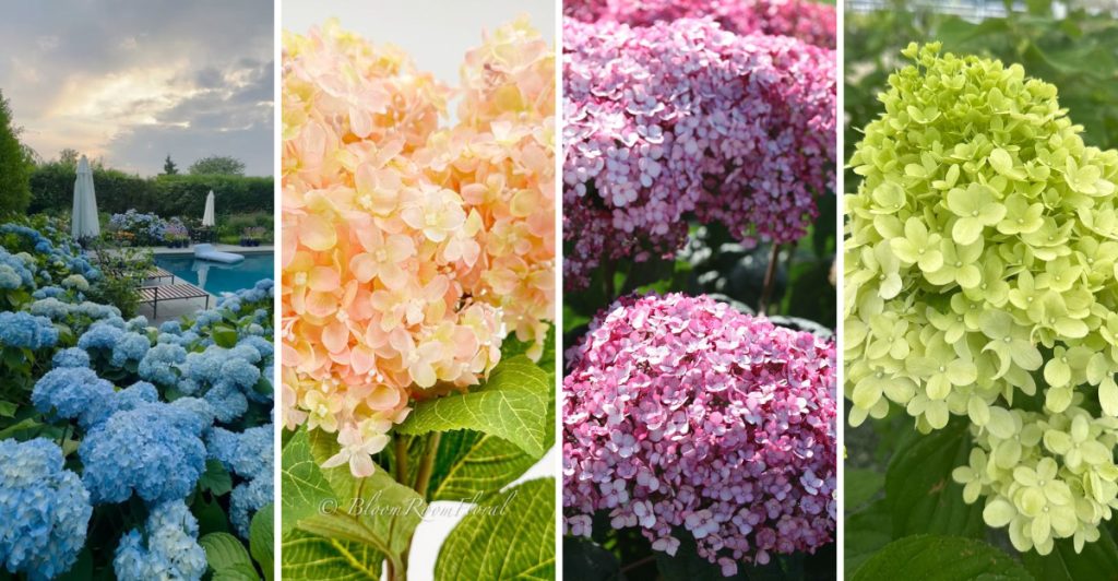 These Are the 10 Prettiest Hydrangea Colors We've Ever Seen - Plantisima