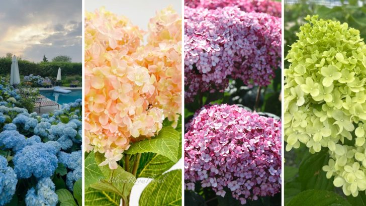 These Are the 10 Prettiest Hydrangea Colors We’ve Ever Seen