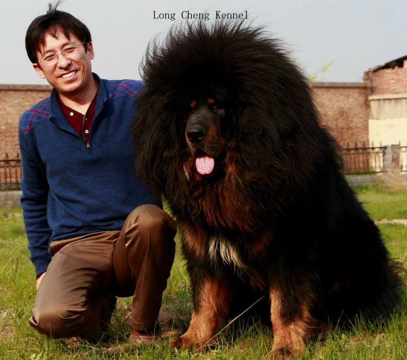 Tibetan Mastiff