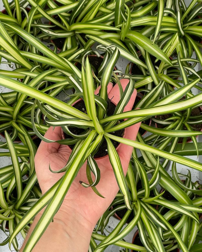 Tiny Spider Plant