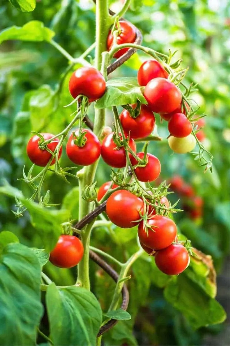 Tomato Plants