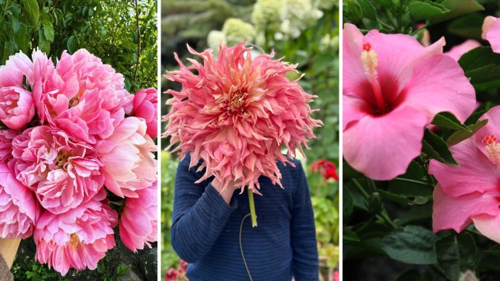 Top 10 Big Flowers That Will Make a Bold Statement in Your Garden