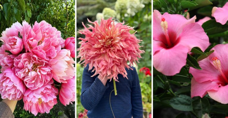 Top 10 Big Flowers That Will Make a Bold Statement in Your Garden