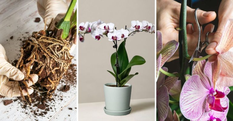 Top 10 Common Mistakes People Make When Caring for Orchids (And How to Avoid Them)
