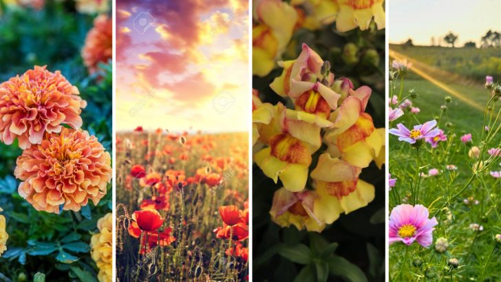 Top 10 Sunset-Inspired Flowers in Pink, Yellow, and Orange for Your Garden