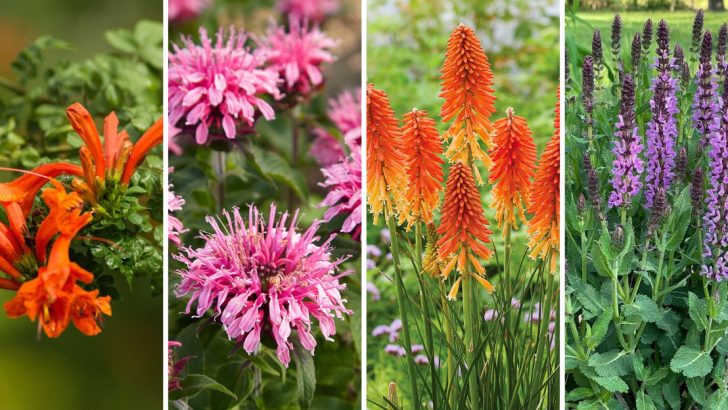 Top 10 Tubular Flowers to Attract Hummingbirds to Your Garden