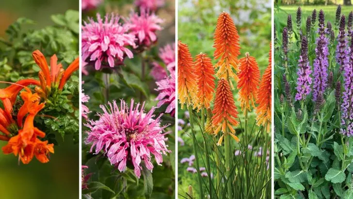 Top 10 Tubular Flowers to Attract Hummingbirds to Your Garden