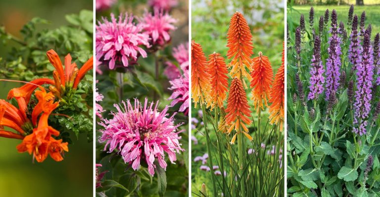 Top 10 Tubular Flowers to Attract Hummingbirds to Your Garden