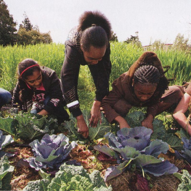 Traditional Gardening