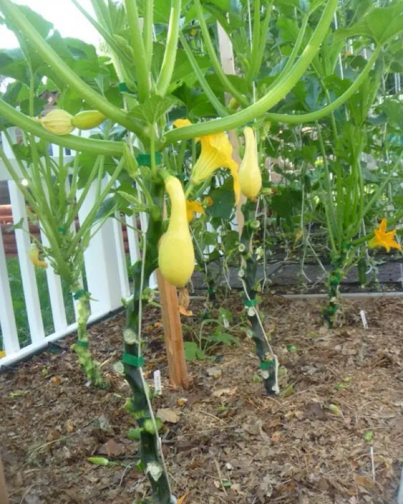 Training Zucchini Plants