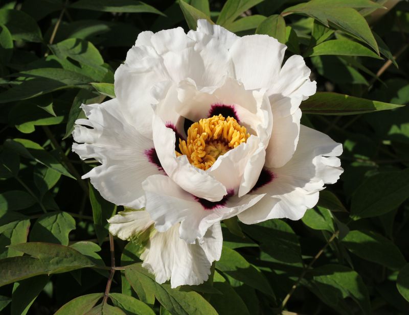 Tree Peony