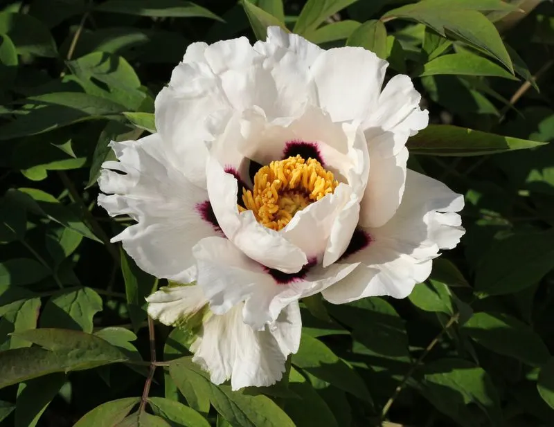 Tree Peony