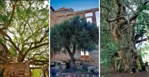 Trees That Have Been Revered as Sacred Across Cultures