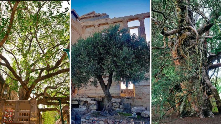 9 Trees That Have Been Revered as Sacred Across Cultures