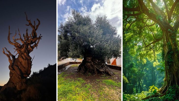 10 Trees With Unbelievable Long Lifespans That Have Witnessed History