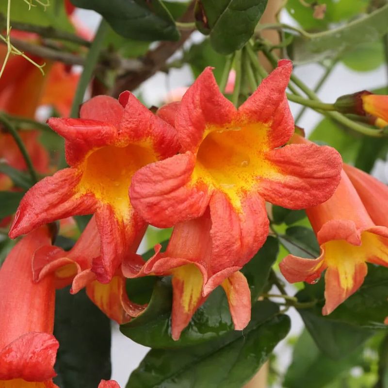 Trumpet Creeper