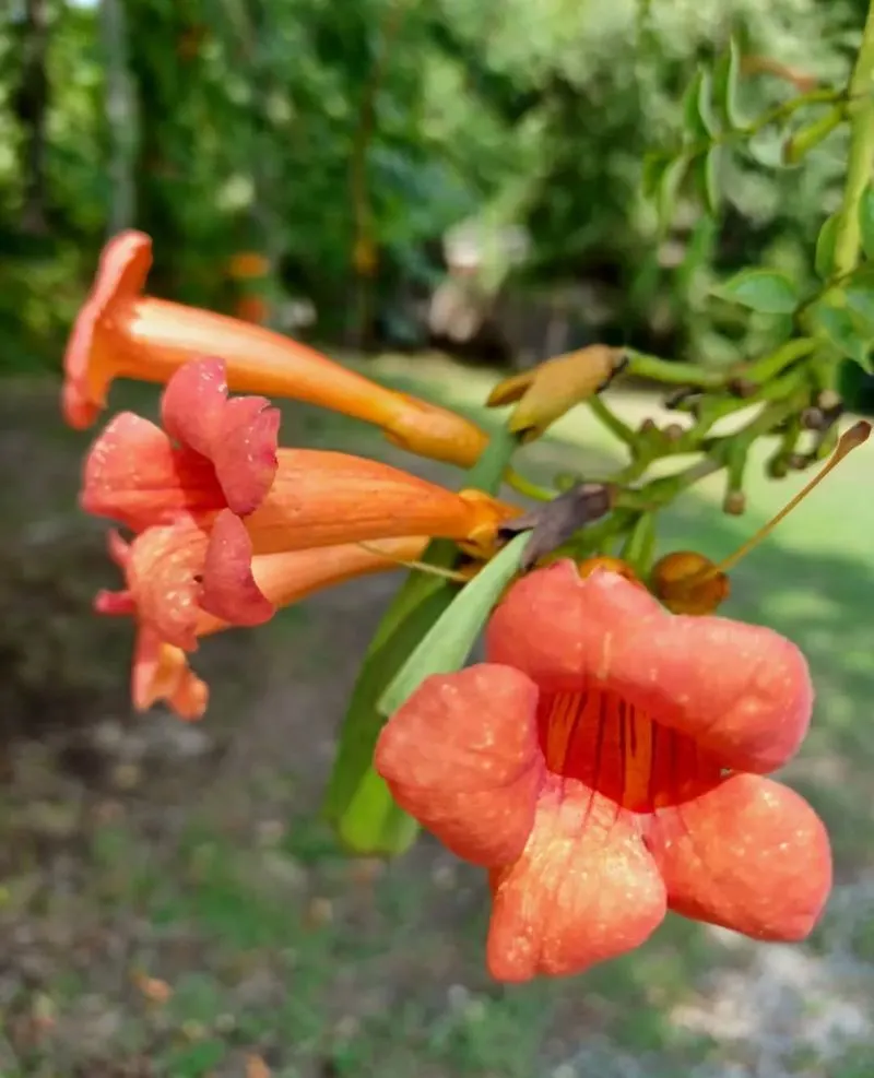 Trumpet Vine