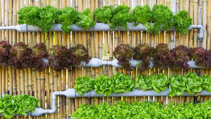 Try Vertical Gardening