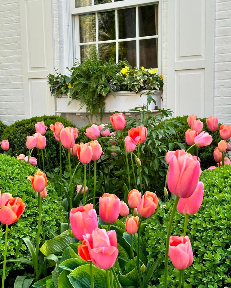 Tulips