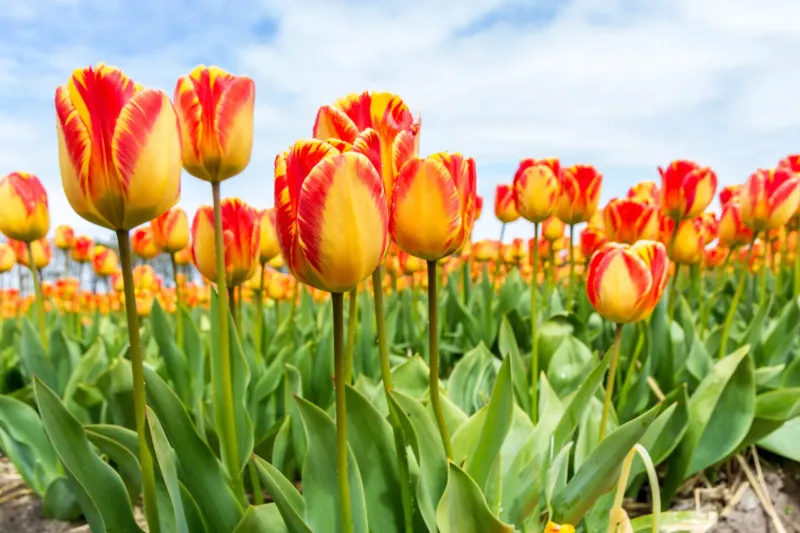 Tulips