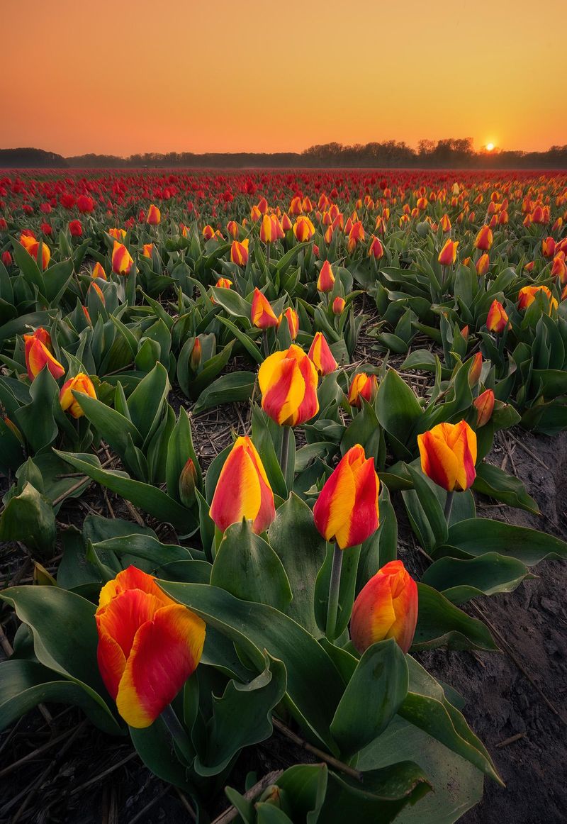 Tulips