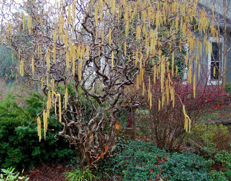 Twisted Willow Trees