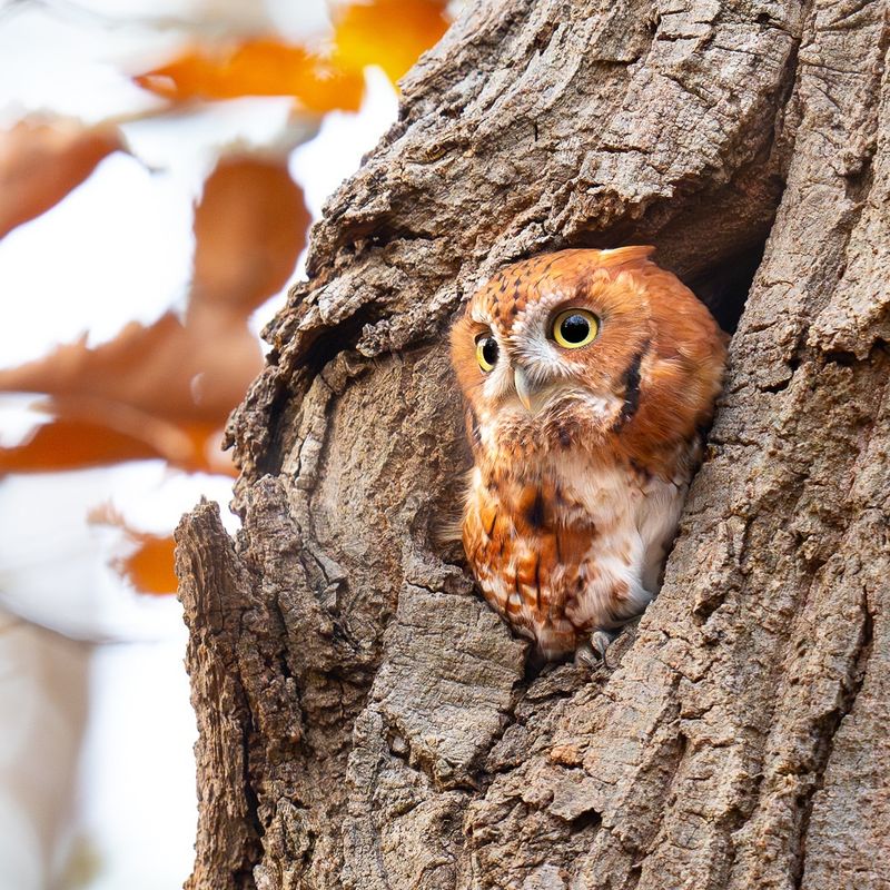 Unique Nesting Habits