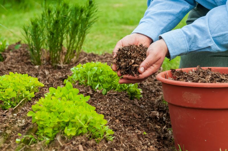 Use Mulch to Retain Moisture