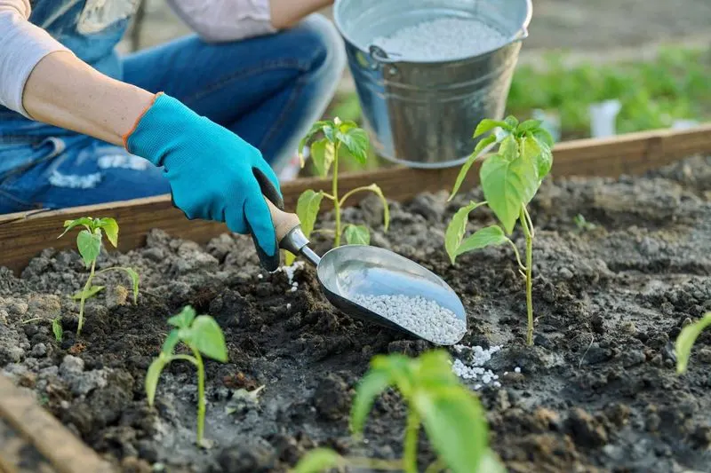 Using Incorrect Fertilizer