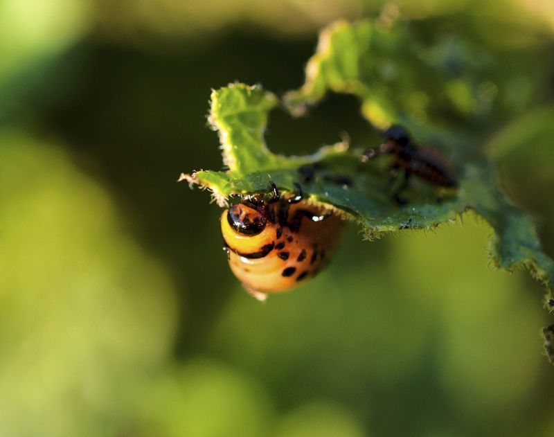 Using Natural Pest Control