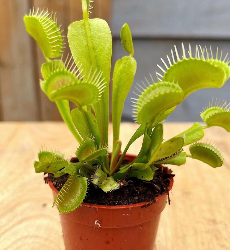 Venus Flytrap