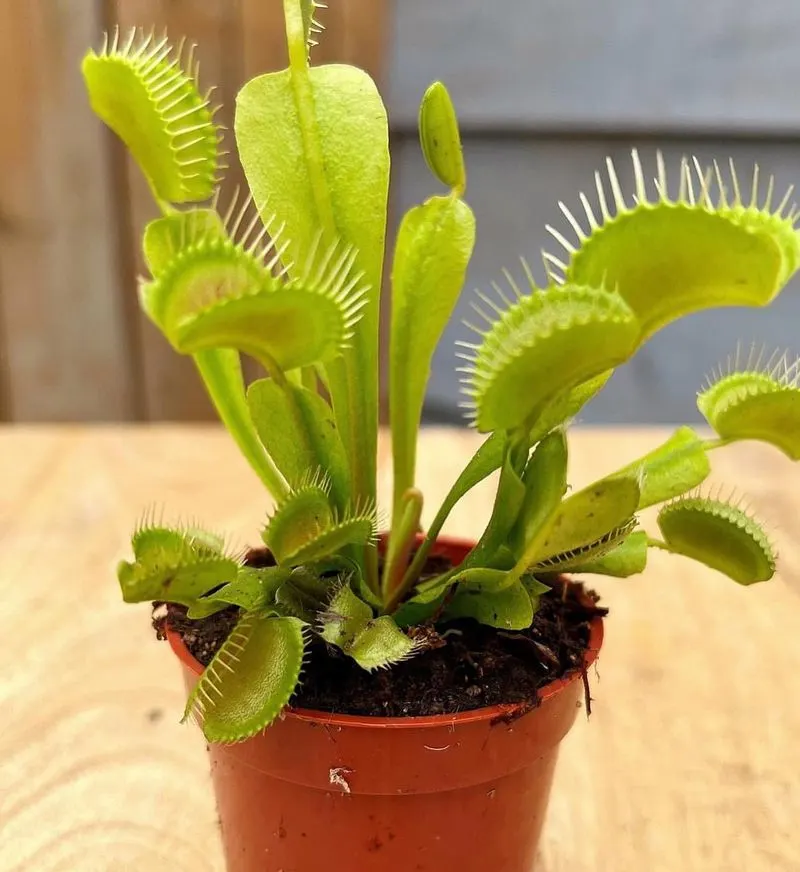 Venus Flytrap