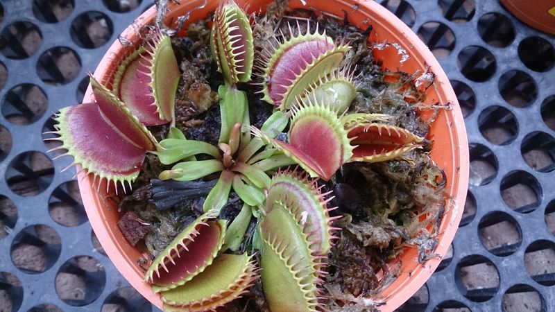 Venus Flytrap: Carnivorous Curiosity