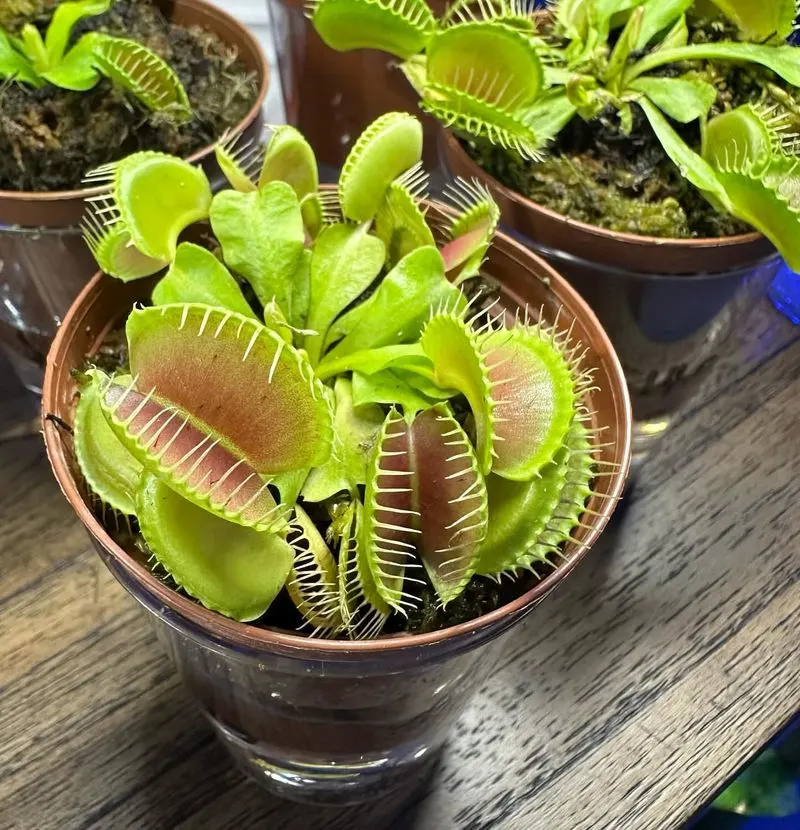 Venus Flytrap