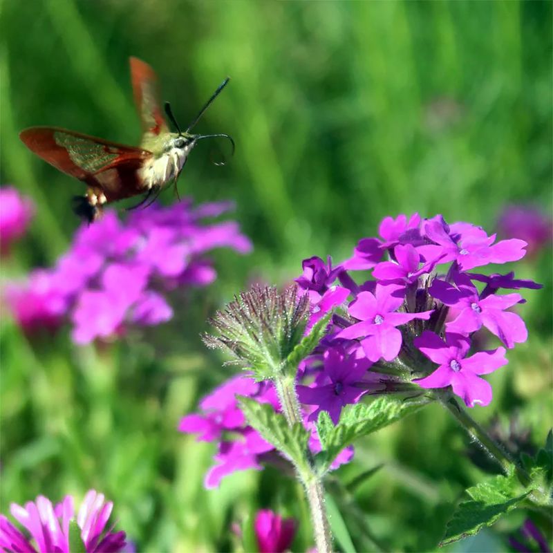 Verbena